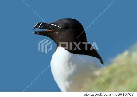Close up of a Razorbill nesting on a cliff Close up of a Razorbill nesting on a cliff 99619708