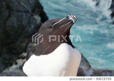 Close up of a Razorbill nesting on a cliff 99619709