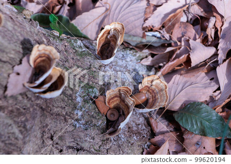 Tsuyauchiwatake growing on a tree Tsuyauchiwatake growing on a tree 99620194