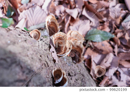 Tsuyauchiwatake growing on a tree Tsuyauchiwatake growing on a tree 99620199