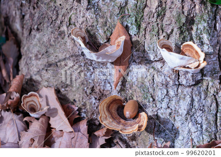 Tsuyauchiwatake growing on a tree Tsuyauchiwatake growing on a tree 99620201
