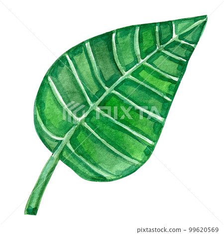 Watercolor forests exotic leafs clip art 99620569