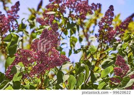 Gentle dance of red pink lilac and light blue sky Gentle dance of red pink lilac and light blue sky 99620622