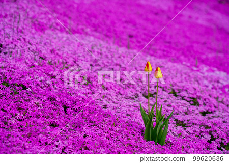 Tulips blooming in the moss phlox Tulips blooming in the moss phlox 99620686