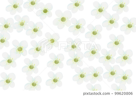 saxifraga white card 99620806