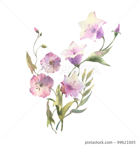 Watercolor Field flowers, bluebell flower and bindweed bouquet, isolated on white background. 99621005