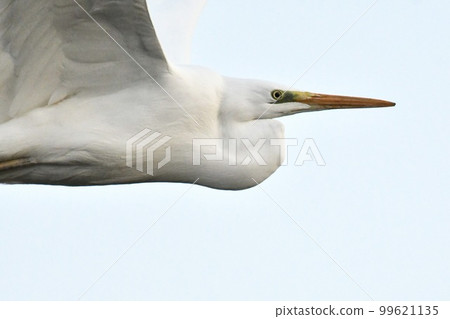 "Great Egret" after sunset @ Tamagawa, Komae City "Great Egret" after sunset @ Tamagawa, Komae City 99621135