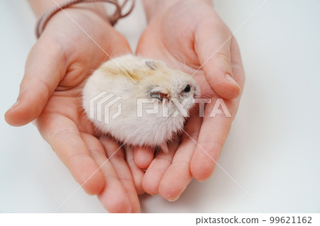 a small white with a red hamster in children's hands. a small white with a red hamster in children's hands. 99621162