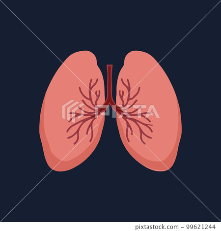 Human Internal organs, cartoon anatomy body part lungs, vector illustration Human Internal organs, cartoon anatomy body part lungs, vector illustration 99621244