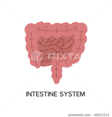 Human Internal organs, cartoon anatomy body part intestinal system, vector illustration 99621251