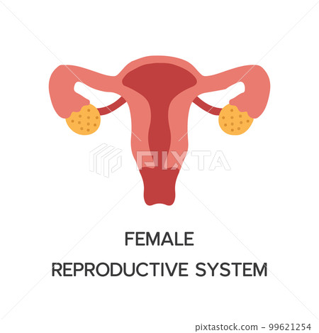 Human Internal organs, cartoon anatomy body part female reproductive system, vector illustration 99621254