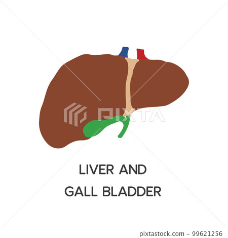 Human Internal organs, cartoon anatomy body part liver with gall bladder, vector illustration 99621256
