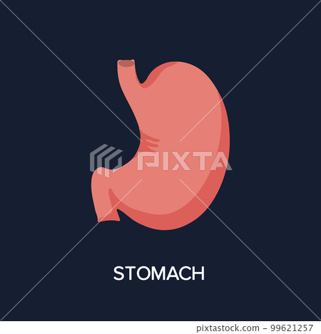 Human Internal organs, cartoon anatomy body part stomach, vector illustration Human Internal organs, cartoon anatomy body part stomach, vector illustration 99621257