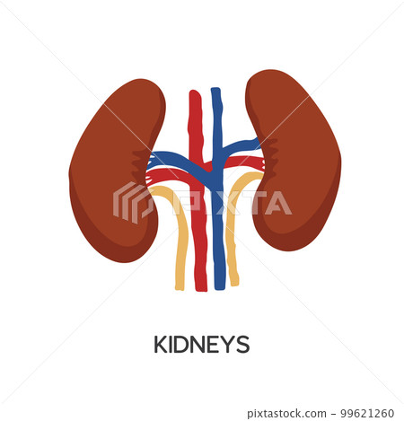 Human Internal organs, cartoon anatomy body part kidneys, vector illustration 99621260