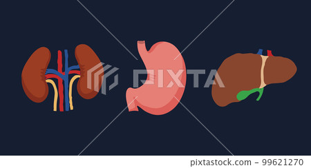 Human Internal organs, cartoon anatomy body parts, stomach, kidneys and liver with gall bladder, vector illustration Human Internal organs, cartoon anatomy body parts, stomach, kidneys and liver with gall bladder, vector illustration 99621270