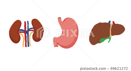 Human Internal organs, cartoon anatomy body parts, stomach, kidneys and liver with gall bladder, vector illustration Human Internal organs, cartoon anatomy body parts, stomach, kidneys and liver with gall bladder, vector illustration 99621272
