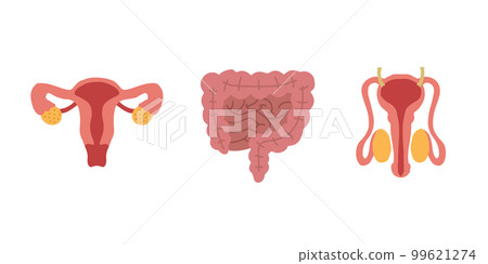 Human Internal organs, cartoon anatomy body parts, intestinal system, male and female reproductive system, vector illustration. 99621274