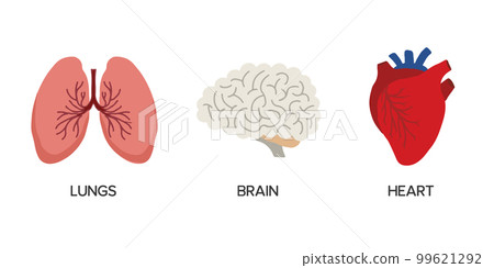 Human Internal organs, cartoon anatomy body parts brain, heart and lungs, vector illustration Human Internal organs, cartoon anatomy body parts brain, heart and lungs, vector illustration 99621292