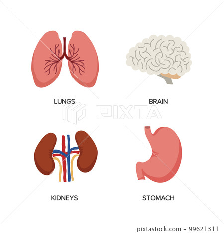 Human Female Body With Internal Organs High-Res Vector Graphic - Getty  Images