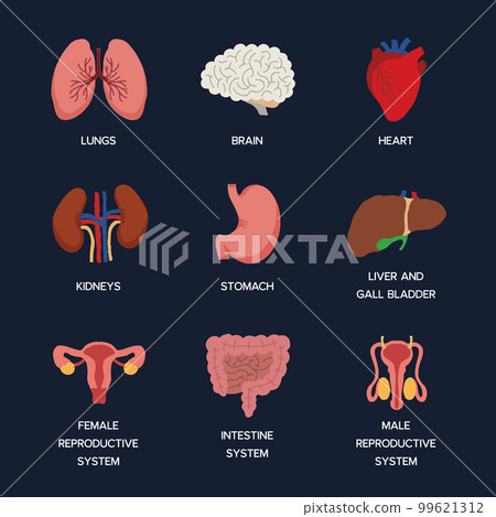 Internal organs. Human body anatomy organ...-插圖素材 [99621312] - PIXTA圖庫