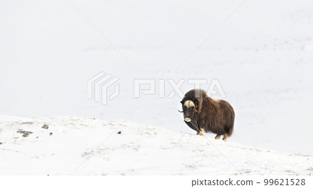 Musk Ox in Dovrefjell mountains in the cold winter, Norway. Musk Ox in Dovrefjell mountains in the cold winter, Norway. 99621528