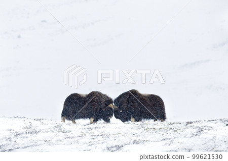 Musk Ox Head-Butting Fight in Dovre mountains in snow blizzard in winter 99621530