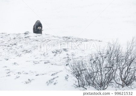 Musk Ox in Dovre mountains in the extreme winter and snow blizzard 99621532