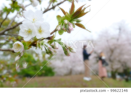 Sakura Bloom ~Hanami with Friends~3:2 Version 99622146