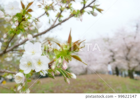 Sakura Bloom-Spring Arrival 3: 2 Version 99622147
