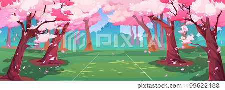 Japanese cherry garden, sakura blossom in park 99622488