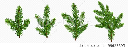 Pine tree branch. Fir twigs with green needles 99622895