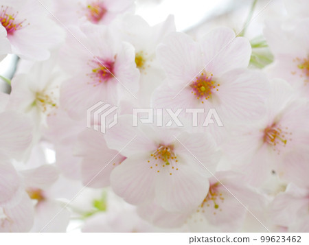 Close-up image of cherry blossom petals for background material Close-up image of cherry blossom petals for background material 99623462