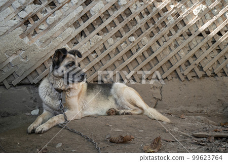 A lonely and sad guard dog on a chain near a dog house outdoors. A lonely and sad guard dog on a chain near a dog house outdoors. 99623764