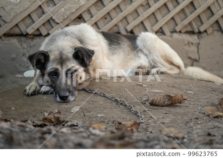 A lonely and sad guard dog on a chain near a dog house outdoors. A lonely and sad guard dog on a chain near a dog house outdoors. 99623765