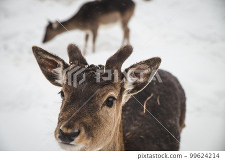Young girl feeding wild deers at a zoo on summer day. Children watching reindeers on a farm. Kids having fun at zoological garden. 99624214