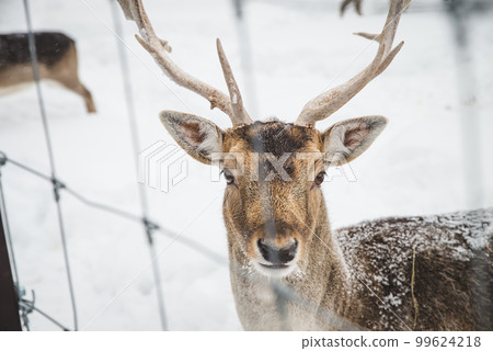 Young girl feeding wild deers at a zoo on summer day. Children watching reindeers on a farm. Kids having fun at zoological garden. 99624218