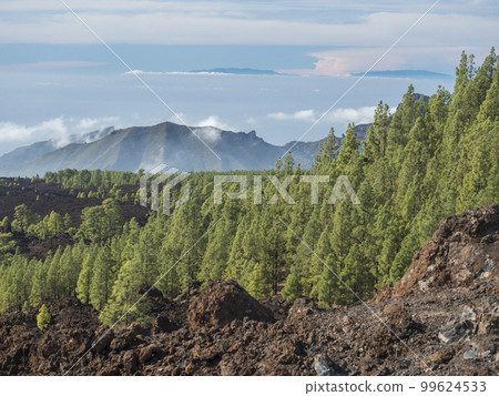 Volcanic landscape with lava fields partly covered by the pine tree forest above clouds with silhoutte of la palma Island. El Teide National Park, Tenerife, Canary Islands, Spain 99624533