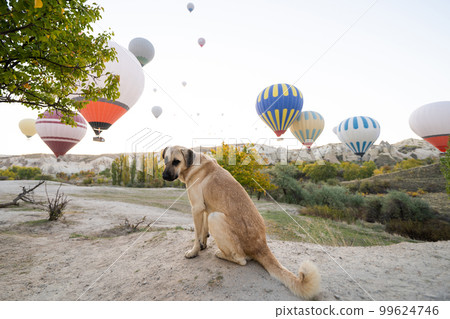 sad dog with balloons in cappadocia sad dog with balloons in cappadocia 99624746