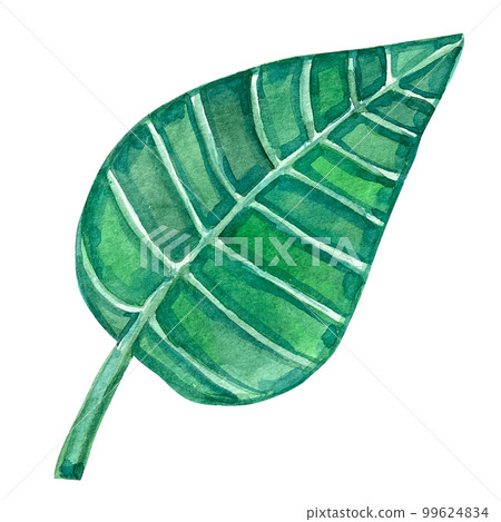 watercolor exotic leaf summer floral clipart 99624834