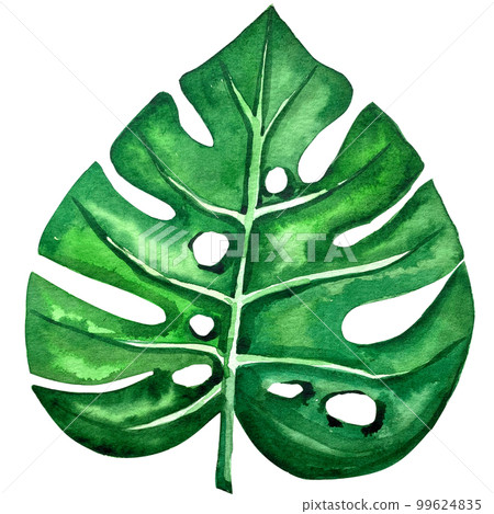 watercolor exotic leaf summer floral clipart 99624835