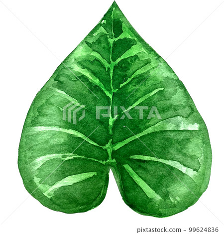 watercolor exotic leaf summer floral clipart 99624836
