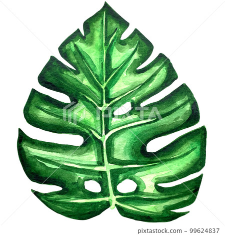 watercolor exotic leaf summer floral clipart 99624837