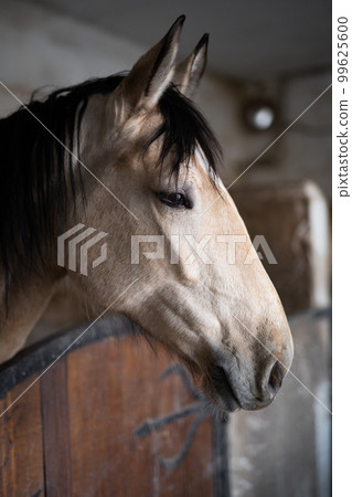 a beautiful horse in the stable a beautiful horse in the stable 99625600