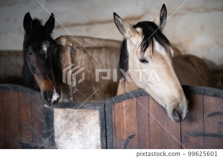 a beautiful horse in the stable a beautiful horse in the stable 99625601