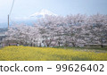 Shizuoka Prefecture Kotokuji Mt. Fuji, cherry blossoms and rape blossoms 99626402