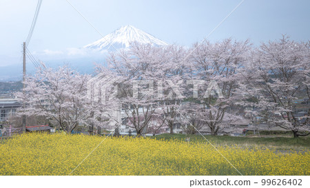 Shizuoka Prefecture Kotokuji Mt. Fuji, cherry blossoms and rape blossoms Shizuoka Prefecture Kotokuji Mt. Fuji, cherry blossoms and rape blossoms 99626402