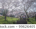 Shizuoka Prefecture Kotokuji Mt. Fuji, cherry blossoms and rape blossoms 99626405
