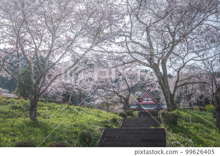 Shizuoka Prefecture Kotokuji Mt. Fuji, cherry blossoms and rape blossoms Shizuoka Prefecture Kotokuji Mt. Fuji, cherry blossoms and rape blossoms 99626405