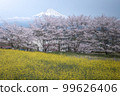 Shizuoka Prefecture Kotokuji Mt. Fuji, cherry blossoms and rape blossoms 99626406