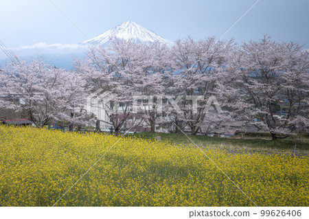 靜岡縣幸德寺富士山、櫻花和油菜花 99626406
